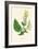 'Wood Sage', c1891, (1891)-Anne Pratt-Framed Giclee Print