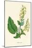 'Wood Sage', c1891, (1891)-Anne Pratt-Mounted Giclee Print