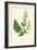 'Wood Sage', c1891, (1891)-Anne Pratt-Framed Giclee Print