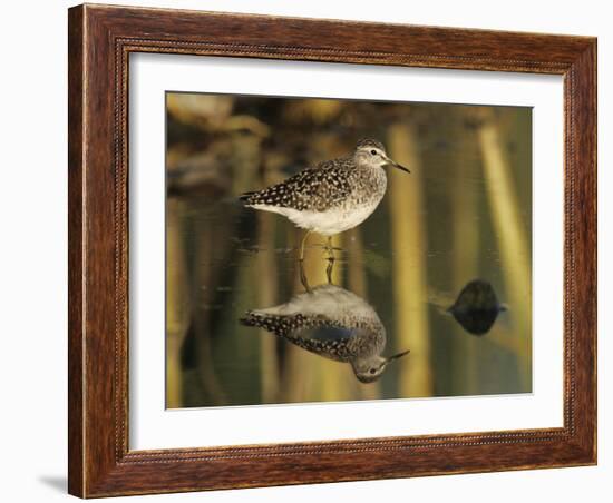 Wood Sandpiper, Samos, Greece-Rolf Nussbaumer-Framed Photographic Print