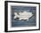 Wood Sea Bass, 2024-Tim Ashwood-Framed Art Print