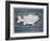 Wood Sea Bass, 2024-Tim Ashwood-Framed Art Print