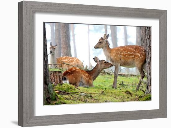 Wood, Sika Deere-Reiner Bernhardt-Framed Photographic Print