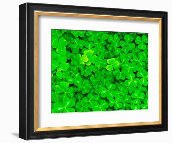 Wood Sorrel Pattern, Columbia River Gorge National Scenic Area, Oregon, USA-Adam Jones-Framed Photographic Print