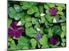 Wood Sorrel Plants-null-Mounted Photographic Print