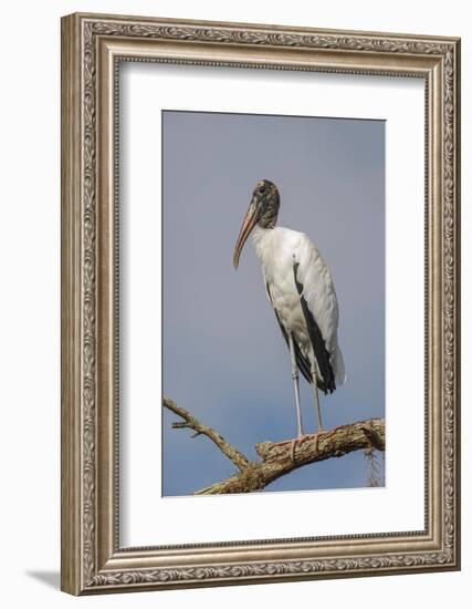 Wood stork, Florida-Adam Jones-Framed Photographic Print