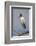 Wood stork, Florida-Adam Jones-Framed Photographic Print