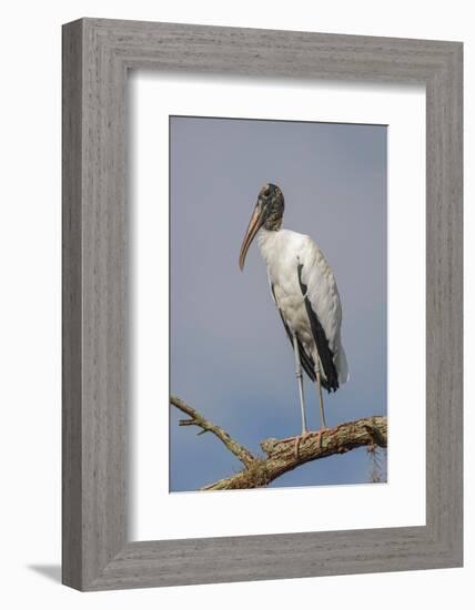 Wood stork, Florida-Adam Jones-Framed Photographic Print