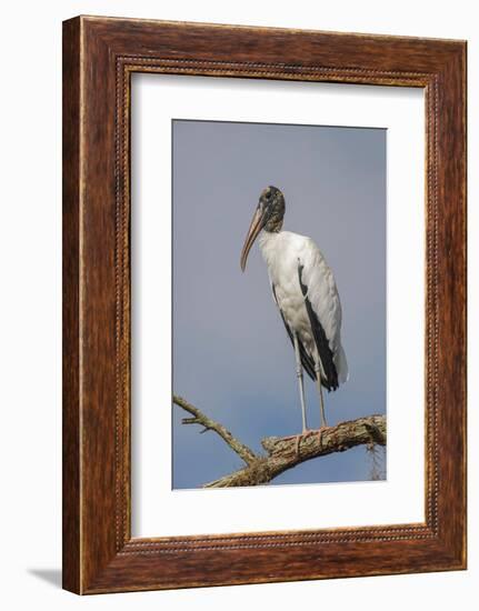 Wood stork, Florida-Adam Jones-Framed Photographic Print