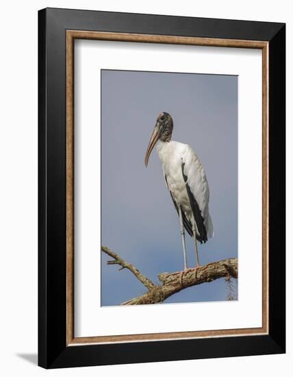 Wood stork, Florida-Adam Jones-Framed Photographic Print