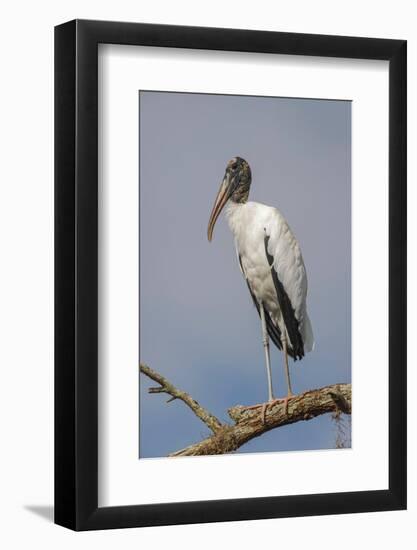 Wood stork, Florida-Adam Jones-Framed Photographic Print