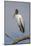 Wood stork, Florida-Adam Jones-Mounted Photographic Print