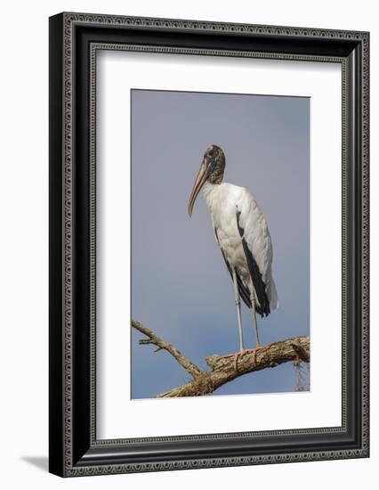 Wood stork, Florida-Adam Jones-Framed Photographic Print