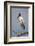 Wood stork, Florida-Adam Jones-Framed Photographic Print
