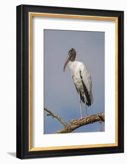 Wood stork, Florida-Adam Jones-Framed Photographic Print