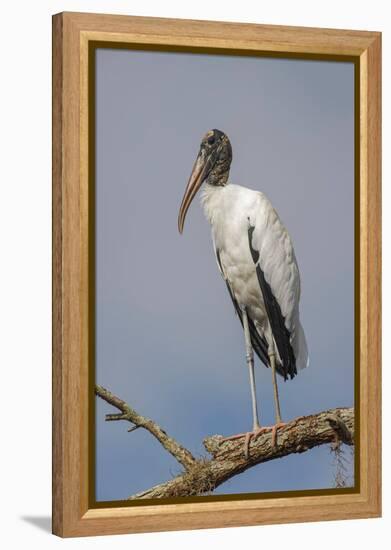 Wood stork, Florida-Adam Jones-Framed Premier Image Canvas