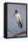 Wood stork, Florida-Adam Jones-Framed Premier Image Canvas