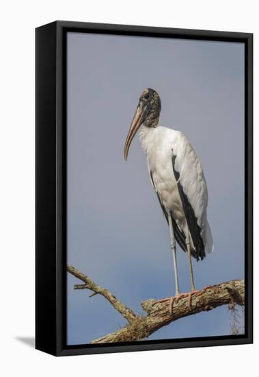 Wood stork, Florida-Adam Jones-Framed Premier Image Canvas