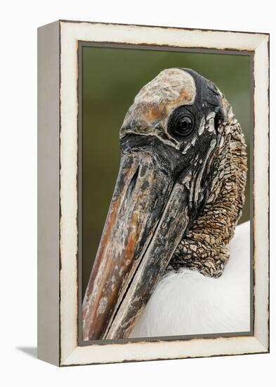 Wood stork, Florida-Adam Jones-Framed Premier Image Canvas