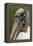 Wood stork, Florida-Adam Jones-Framed Premier Image Canvas