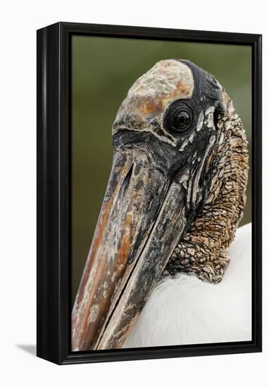 Wood stork, Florida-Adam Jones-Framed Premier Image Canvas