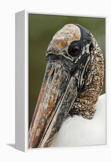 Wood stork, Florida-Adam Jones-Framed Premier Image Canvas