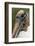 Wood stork, Florida-Adam Jones-Framed Photographic Print