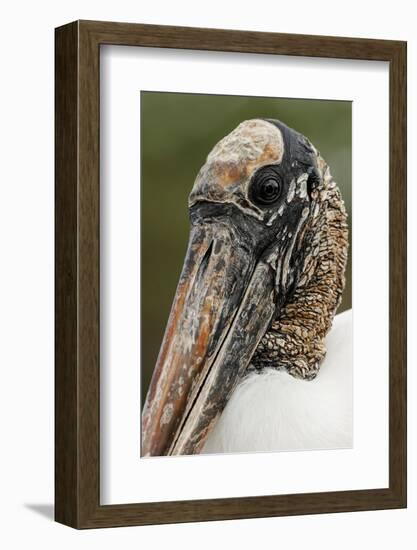 Wood stork, Florida-Adam Jones-Framed Photographic Print