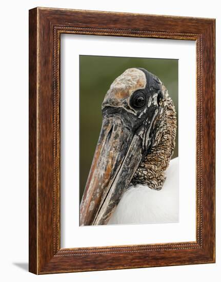 Wood stork, Florida-Adam Jones-Framed Photographic Print