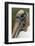 Wood stork, Florida-Adam Jones-Framed Photographic Print