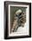 Wood stork, Florida-Adam Jones-Framed Photographic Print