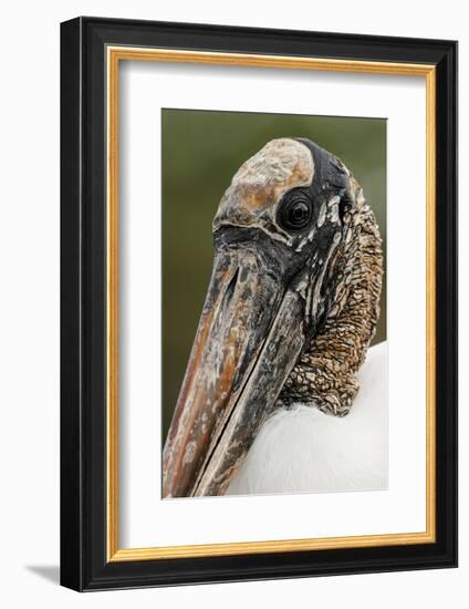 Wood stork, Florida-Adam Jones-Framed Photographic Print