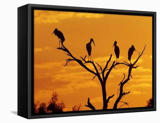 Wood Stork, Lake Corpus Christi, Texas, USA-Rolf Nussbaumer-Framed Premier Image Canvas