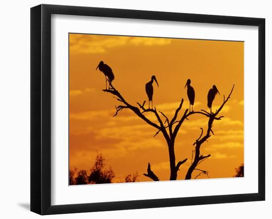 Wood Stork, Lake Corpus Christi, Texas, USA-Rolf Nussbaumer-Framed Photographic Print