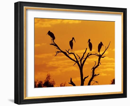 Wood Stork, Lake Corpus Christi, Texas, USA-Rolf Nussbaumer-Framed Photographic Print