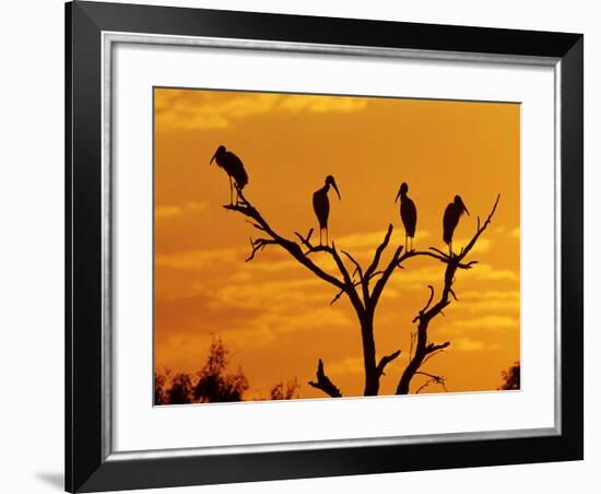 Wood Stork, Lake Corpus Christi, Texas, USA-Rolf Nussbaumer-Framed Photographic Print