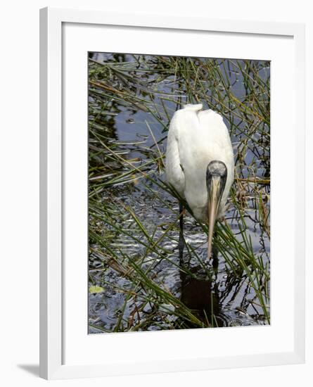 Wood Stork Looking for Fish, Everglades National Park, Florida-null-Framed Photographic Print