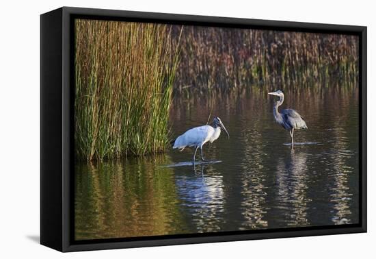 Wood Stork-Gary Carter-Framed Premier Image Canvas