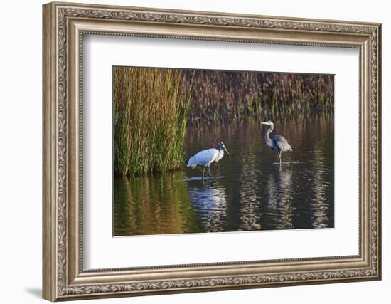 Wood Stork-Gary Carter-Framed Photographic Print