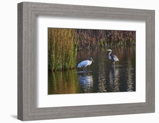 Wood Stork-Gary Carter-Framed Photographic Print