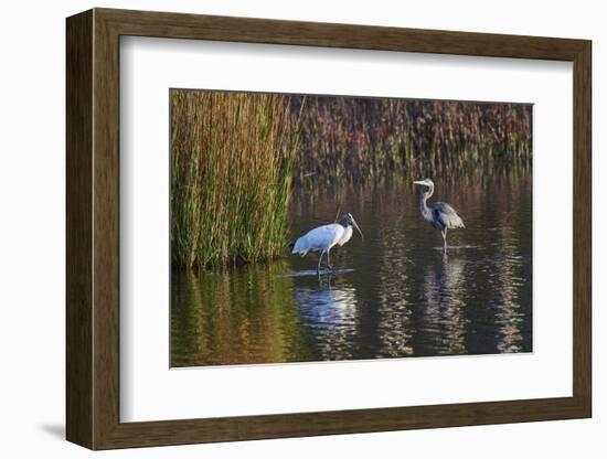 Wood Stork-Gary Carter-Framed Photographic Print