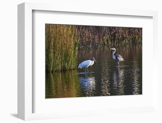 Wood Stork-Gary Carter-Framed Photographic Print