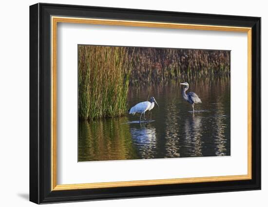 Wood Stork-Gary Carter-Framed Photographic Print