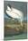 Wood Stork-John James Audubon-Mounted Art Print
