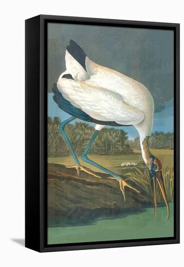 Wood Stork-John James Audubon-Framed Stretched Canvas