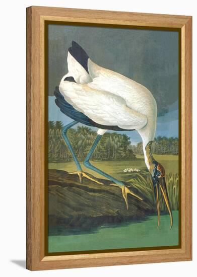 Wood Stork-John James Audubon-Framed Stretched Canvas