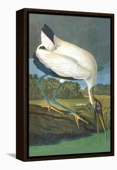 Wood Stork-John James Audubon-Framed Stretched Canvas