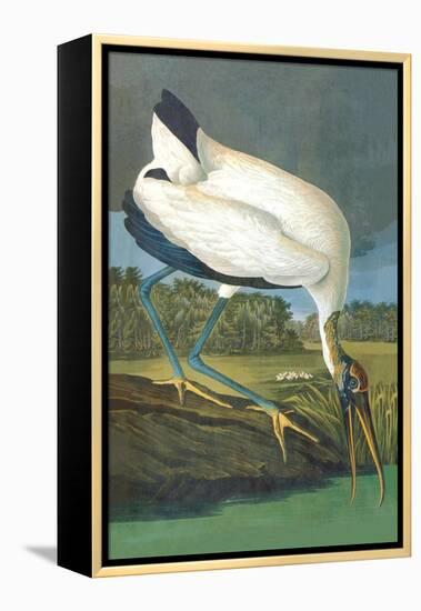 Wood Stork-John James Audubon-Framed Stretched Canvas