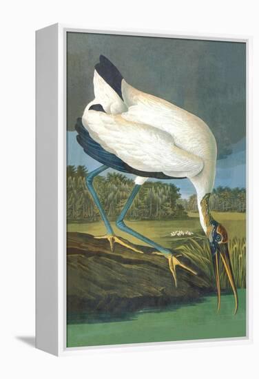 Wood Stork-John James Audubon-Framed Stretched Canvas