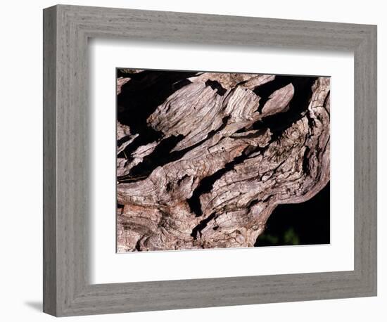 Wood Texture on Tree in the Mountains of Lazio Italy-null-Framed Photographic Print